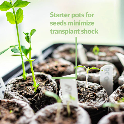 Close-up of 72 cell germination tray with peat pellets and sprouts for All In One Seed Starting Kit With 72 Cell Germination Trays 144 Peat Pellets 2 Pack Plant Markers And SUPERthrive Sample In Sturdy Plastic Greenhouse For Thriving Seedlings.
