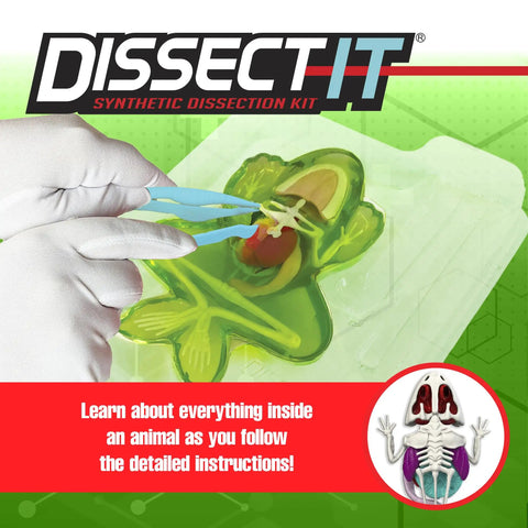 Frog Dissection Kit For Kids Ages 6 Plus With Carvable Model Dissecting Tray Plastic Tools And Clear Instructions, green frog model