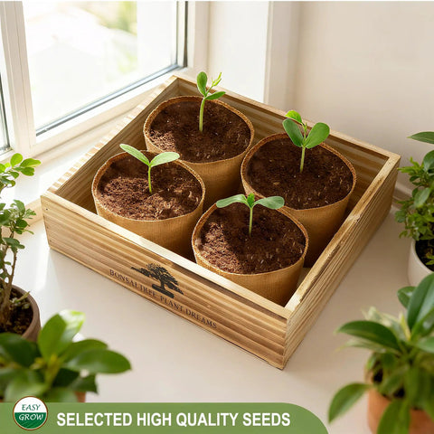 bonsai tree kit for beginners Beginner Bonsai Tree Starter Kit For Indoor Gardening ✓