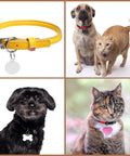 Collage with yellow collar and custom pet ID tags on two dogs and two cats, showcasing personalized pet accessories.
