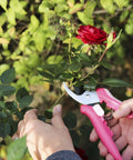Person using floral pruning shears for light pruning and deadheading pink rose petal color dope garden gift for women.