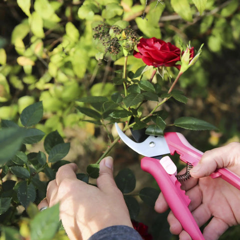 Person using floral pruning shears for light pruning and deadheading pink rose petal color dope garden gift for women.