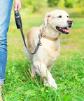 Heavy Duty Brass Double Ended Bolt Snap Hooks For Dog Leashes And Cat Collars Plus Solid Trigger Latches used during a walk with a golden retriever.