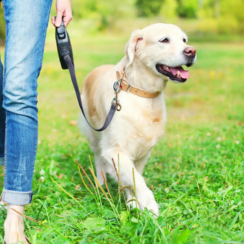 Heavy Duty Brass Double Ended Bolt Snap Hooks For Dog Leashes And Cat Collars Plus Solid Trigger Latches used during a walk with a golden retriever.