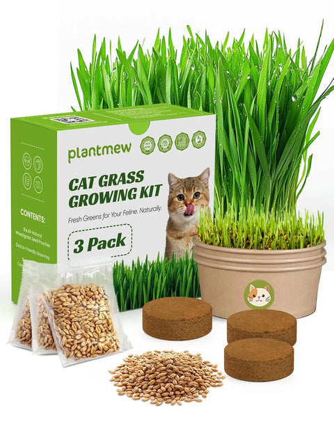 Indoor Cat Grass Kit 3 Pack Quick Grow With Eco Friendly Biodegradable Pots Soil And Wheatgrass Seeds with green box and components