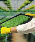 10 Pack No Drain Holes Plant Growing Trays 20 By 10 Inches For Seedlings Indoor Gardening Microgreens held in yellow gloved hands