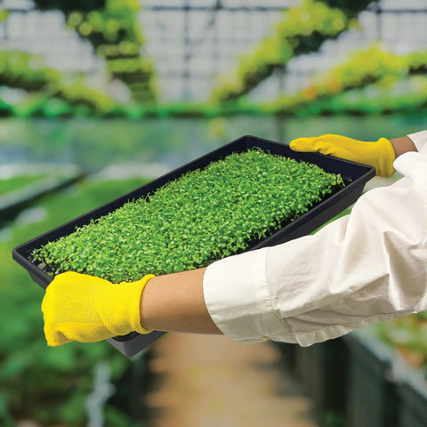 10 Pack No Drain Holes Plant Growing Trays 20 By 10 Inches For Seedlings Indoor Gardening Microgreens held in yellow gloved hands