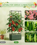 Self Watering Tomato Planter With Trellis And Water Level Indicator, showcasing growth comparison with various climbing plants.
