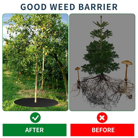 Comparison of tree with and without 8 Pack 32.2 Inch Non Woven Tree Mulch Ring Thickened Tree Mat Protector Reusable Weed Barrier.