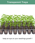Six Pack Seed Starter Tray Kit With Forty Cell Trays And Humidity Dome, base showing green seedlings in transparent mini propagator.