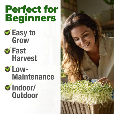 Woman tending to a tray of alfalfa sprouts in an indoor garden, Alfalfa Sprout Seeds 8 Oz Bulk Heirloom Non GMO USA Sourced
