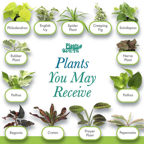 Variety of live houseplants including philodendron, ivy, spider plant, and more for Six Pack Live Indoor Houseplants In Two Inch Pots With A Rotating Variety Of Pothos, Peperomia, Spider Plant, Croton, Ficus, Syngonium, Begonia And More, Compact Easy Grow Home Decor Gift Set For Pets.