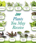 Live Indoor Houseplants Set Of Twelve In Two Inch Pots With Potting Soil Mix Includes Pothos Peperomia Spider Plant Croton Ficus Syngonium Begonia And More Ideal Gift For Home Decor And Small Space Gardens