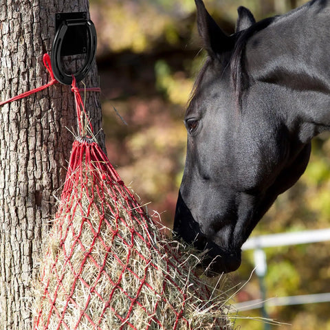 Heavy Duty Solid Steel Horse Tie Ring Set Two Pack With Expansion Screws 3 By 3 Inch Cross Ties Down For Stable Barn Black on tree trunk
