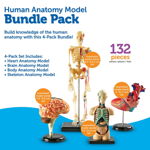 Hands On Anatomy Models Bundle Set with heart, brain, skeleton, and body parts for interactive learning, 132-piece pack