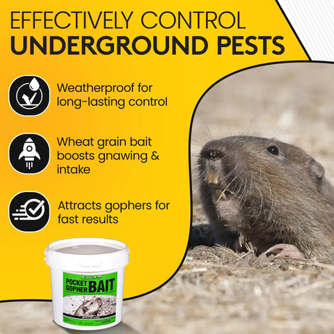 Pocket Gopher Bait Ready To Use Wheat Grains For Real World Rodent Control at Home and On Farms Yard Lawns Turf and Crops