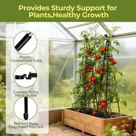 Two Pack Garden Trellis Obelisk For Climbing Plants, 65 Inch Tall with tomatoes, rustproof metal frame, indoor greenhouse setting