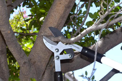 Compound Action Anvil Lopper 32 Inch Heavy Duty Branch Cutter trimming thick tree branch in garden