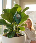 Moisture Meter For Plants No Batteries Needed Garden Water Monitor With Hygrometer Dial For Indoor And Outdoor Gardening Tools For Plant Fam To Prevent Overwatering And Underwatering And Promote Healthier Growth, in potted fiddle leaf fig