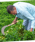 Man using Long Handle Manganese Steel Grass Sickle For Weeding And Harvesting All Purpose Garden Tool With Wooden Anti Slip Handle in garden