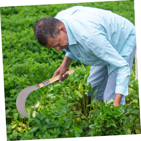 Man using Long Handle Manganese Steel Grass Sickle For Weeding And Harvesting All Purpose Garden Tool With Wooden Anti Slip Handle in garden