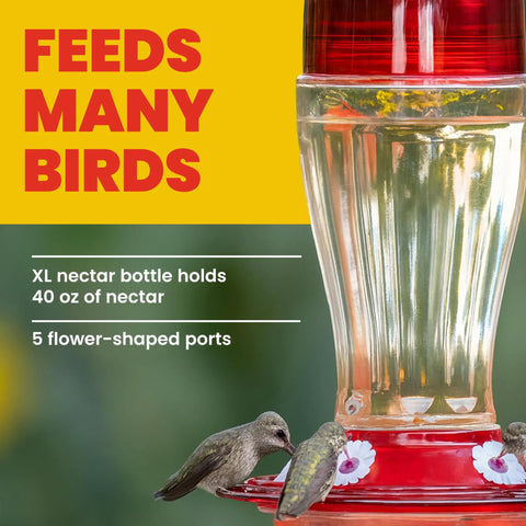 Bird Health Plus Big Gulp Hummingbird Feeder With Five Flower Shaped Ports, Glass Exterior For Outdoors, 40 Ounces Nectar Capacity.