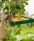 Squirrel climbing on a green wooden hanging bird feeder tray outdoor garden platform with mesh feeding surface filled with seeds and corn.