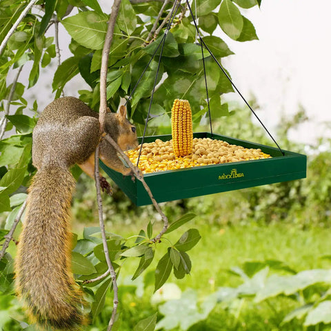 Squirrel climbing on a green wooden hanging bird feeder tray outdoor garden platform with mesh feeding surface filled with seeds and corn.