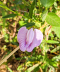 Close-up of pink Austrian Winter Peas flower in garden, part of Austrian Winter Peas Seeds For Planting 10 Lb Bag Cool Season Cover Crop