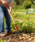 Gardener using 4-Tine Spading Garden Fork With Steel Digging Tines, 45 Inch Length, Y-Grip Wood Handle for lifting potatoes in the soil.