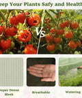 Comparison of tomatoes with and without protection, ultra-fine 256 mesh, hand shows breathable netting, watering plants.