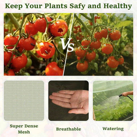 Comparison of tomatoes with and without protection, ultra-fine 256 mesh, hand shows breathable netting, watering plants.