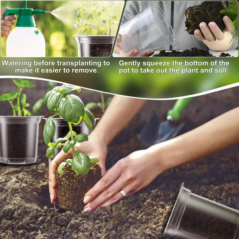 Using Clear Nursery Pots Set In 5 Inch 4 Inch And 3.5 Inch Sizes With Drainage Holes For Easy Transplanting Seedlings Cuttings And Succulents