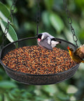 Large Capacity Hanging Bird Feeder For Garden And Yard Outdoors With Metal Mesh Platform And Fine Mesh Tray Holds Up To 3 Lb Of Seeds Easy Refill No Mess Attracts More Birds And Keeps Feeding Fresh, metal mesh tray with birds