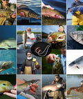 Collage of fishermen holding their catches, showcasing various fish species on a clear day, diverse catches by anglers in different settings.