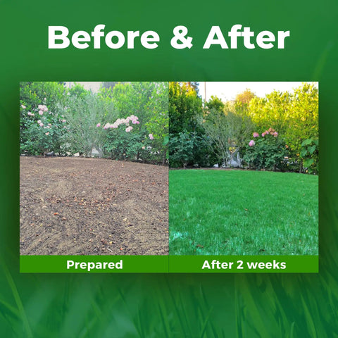 Biodegradable Bermuda Rye Grass Seed Roll With Fertilizer For Lawns Dog Patches And Shade Just Water And Grow No Fake Grass Covers 100 Square Feet Easy To Grow