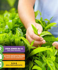Person tending Green Tea Plant Live Starter Camellia Sinensis for indoor or outdoor garden, showing lush foliage close-up