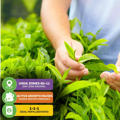 Person tending Green Tea Plant Live Starter Camellia Sinensis for indoor or outdoor garden, showing lush foliage close-up