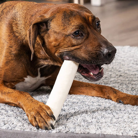 Dog chewing Thick American Beefhide Dog Chew Rolls 8-9 Inch Natural Flavor Long Lasting Rawhide Treats For Aggressive Chewers