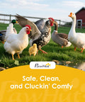 Ducks and geese walking on grass near a pond, showcasing the outdoor environment suitable for a chicken coop or run.
