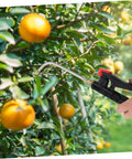 Extended Curved Sprayer Wand For Garden And Farm Use With Tough Stainless Steel Handle Compatible With Backpack Sprayers spraying oranges