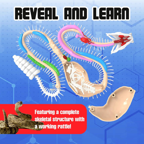 Rattlesnake Dissection Kit for Kids Kid Friendly Hands On STEM Science Toy With Carvable Model Dissecting Tray Plastic Tools And Synthetic Gelatin Material For Safe No Live Animal Learning For Ages Six And Up; skeleton detail