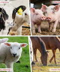 Electric Livestock Ear Tagger With Dual Batteries And Six Tag Needles, Quick One Button Tagging Tool For Cattle Pigs And Sheep, Pain Free And Fast With Easy Peasy Tagging, Keeps Animals Calm, Red Standard shown on cattle, pigs, sheep, horses.