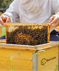 Person holding a beehive frame with bees on Yellow Beeswax Coated Beehive Foundation Sheet For Deep Beehive Frames.