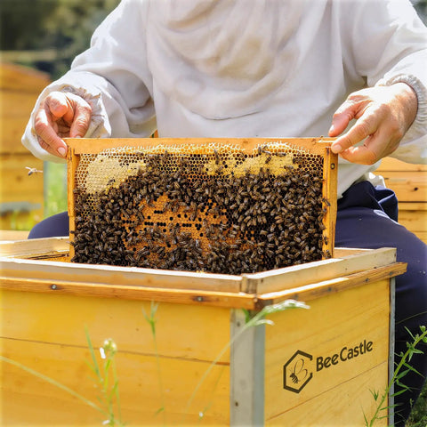 Person holding a beehive frame with bees on Yellow Beeswax Coated Beehive Foundation Sheet For Deep Beehive Frames.