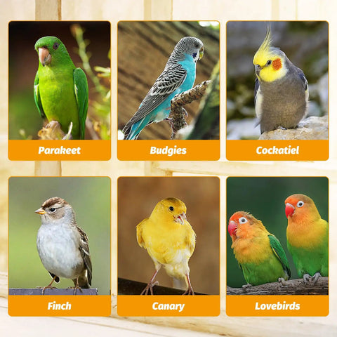 Various small birds including Parakeet, Budgies, Cockatiel, Finch, Canary, and Lovebirds in individual frames.