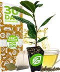 Green Tea Plant Live Starter Camellia Sinensis For Indoor Or Outdoor Garden, tea bush in a pot with packaging and cup of tea