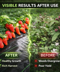 Strawberry plants on Heavy Duty Weed Barrier Landscape Fabric With Woven Geotextile Ground Cover, before and after comparison.