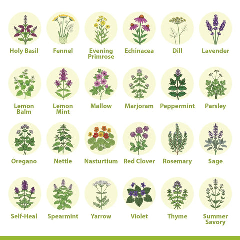 Illustrations of 39 Heirloom Medicinal Herb Seeds For At Home Apothecary Kit Non GMO Variety For Herbal Medicine And Tea Garden DIY Remedies.