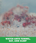 Ant Factory Classroom Ant Farm With Live Ants For Hands On STEM Learning At Home Kids Science Kit close-up of ants tunneling in habitat